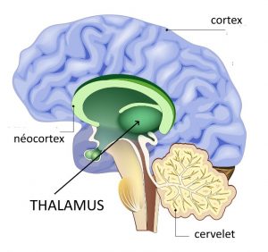 Thalamus 